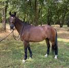 JUMENT DRESSAGE HANOVRIENNE 9 ANS