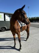 Jument polyvalente 2021 