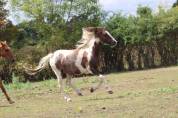 Poney B type welsh 