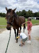 Recherche demie pensionnaire dressage 