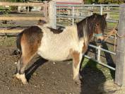 Ponette shetland pp