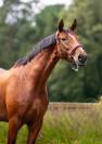 Elegant and charming dressage mare