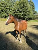 Jument par Kalaska de semilly