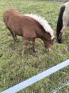 Pouliche haflinger à vendre