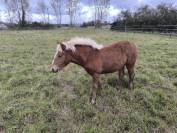 Pouliche haflinger &agrave; vendre