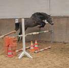 Poney d sport