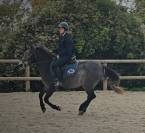 Poney d sport