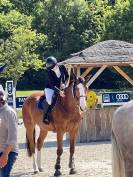 Cheval Hongre Cso amateur 