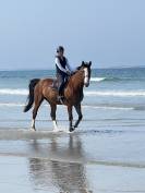 Cheval Hongre Cso amateur 