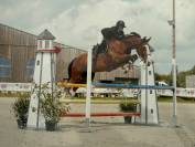 Cheval Hongre Cso amateur 