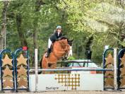 Cheval Hongre Cso amateur 