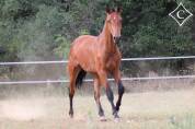 Gelding Lusitano For sale 2021 Bay