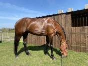 Toulouse de la vallée 