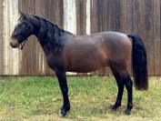 Cheval Lusitanien (Hongre de 8 ans)