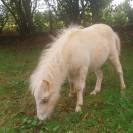 Mini horse 
