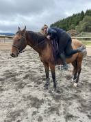 Vente PP lusitanien Hongre  3ans et demi