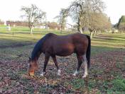 Hongre espagnol 11 ans pour équitation de travail