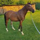 Hongre espagnol 11 ans pour équitation de travail