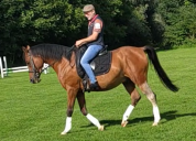 Hongre espagnol 11 ans pour équitation de travail