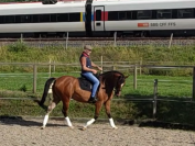 Hongre espagnol 11 ans pour équitation de travail