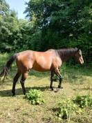 Pur sang mare 13 ans