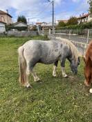 Nutella poney étalon pie papier OC