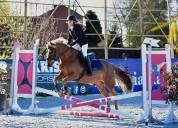 Gelding Other Pony Breed For sale 2014 Other color