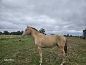 Pouliche champagne ambre 
