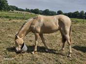 Pouliche champagne ambre 