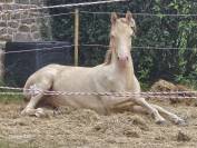 Pouliche champagne ambre 