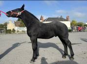 Poulain pp percheron 
