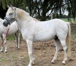 Super poney cherche sa famille 