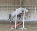  Hongre Anglo-Arabe – 4 ans – env. 1m58  