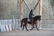 Poney pfs à confier 