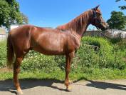 Hongre de sport DSA 4 ans petit prix 