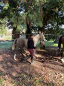 Poulain mâle 2025 OC