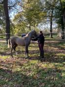 Poulain mâle 2025 OC