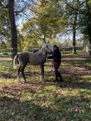 Poulain mâle 2025 OC