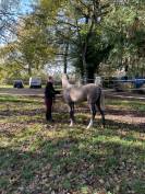 Poulain mâle 2025 OC