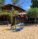 jument irish cob par bred 