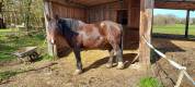 jument irish cob par bred  8 ans