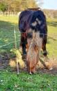 jument irish cob par bred  8 ans