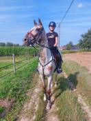 Hongre 6 ans NRPS apallosa