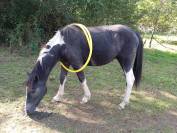 Adorable Poulain Pie Gris OC 