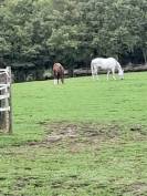 Poulini&egrave;re Bwp (MALIKA DU BOIS HALLEUX)