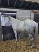 Poulini&egrave;re Bwp (MALIKA DU BOIS HALLEUX)