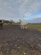 Poulini&egrave;re Bwp (MALIKA DU BOIS HALLEUX)