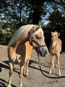 Poulinière Haflinger 