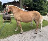 Poulinière Haflinger 