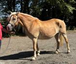Poulinière Haflinger 